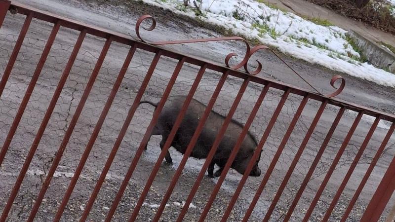 HAON - Egy újabb fürdőváros, ahol a héten egy kóbor malac rótta a város utcáit - nézd meg a fotót!