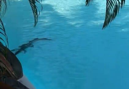 Krokodil pihent a fényűző szálloda medencéjének hűs vizében - nézd meg a videót!
