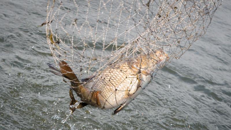Furcsa felfedezés a Duna mélyén: a tudósok a part mentén bukkantak rá a szemet gyönyörködtető pettyes ritkaságra - Pénzcentrum.