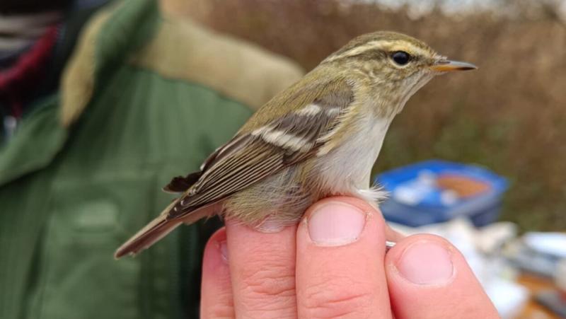 Első alkalommal észlelték ezt a különleges madárfajt a Fertő tó környékén | National Geographic